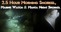2.5 Hour Morning Snorkel, Marine Watch & Manta Night Snorkel