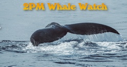 2PM Whale Watch Maui