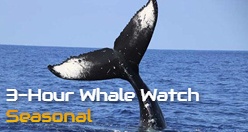 3-Hour Kona Whale Watch | Seasonal
