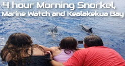 4 hour Morning Snorkel, Marine Watch and Kealakekua Bay