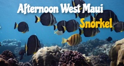 Afternoon West Maui Snorkel