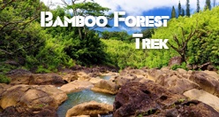 Bamboo Forest Trek