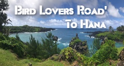 Bird Lovers' Road to Hana