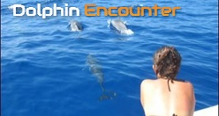 Dolphin Encounter Kona