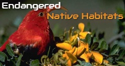 Endangered Native Habitats Kona