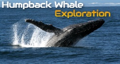 Humpback Whale Exploration Hilo