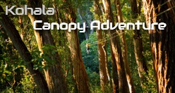 Kohala Canopy Adventure