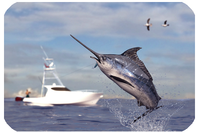 Kona Fishing Tours