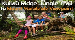 Kuilau Ridge Jungle Trail to Mount Wai'ale'ale Viewpoint