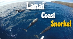 Lana'i Coast Snorkel