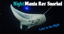 Night Manta Ray Snorkel Kona
