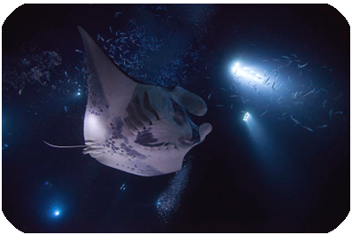 Night time Manta Ray snorkel Big Island