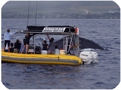 Maui Whale Watch