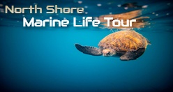 Oahu North Shore Marine Life Tour