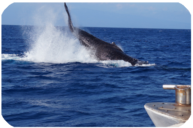 Oahu Whale Watch