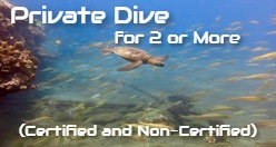Private Dive for 2 or More (Certified and Non-Certified) Maui