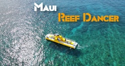 Maui Reef Dancer
