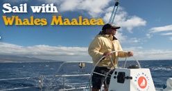 Sail with the Whales Maalaea