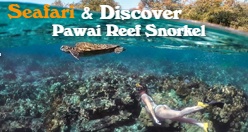 Seafari & Discover Pawai Reef Snorkel