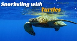 Snorkeling with Turtles Oahu