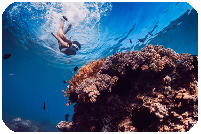 Kauai Snorkel and Dive Tours