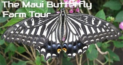 The Maui Butterfly Farm Tour