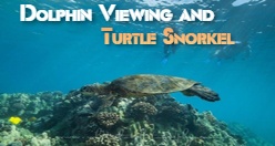 Dolphin Viewing and Turtle Snorkel Waimea