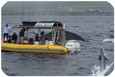 Kona Dolphin and Whale Watches